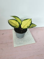 Hoya carnosa "crimson princess"