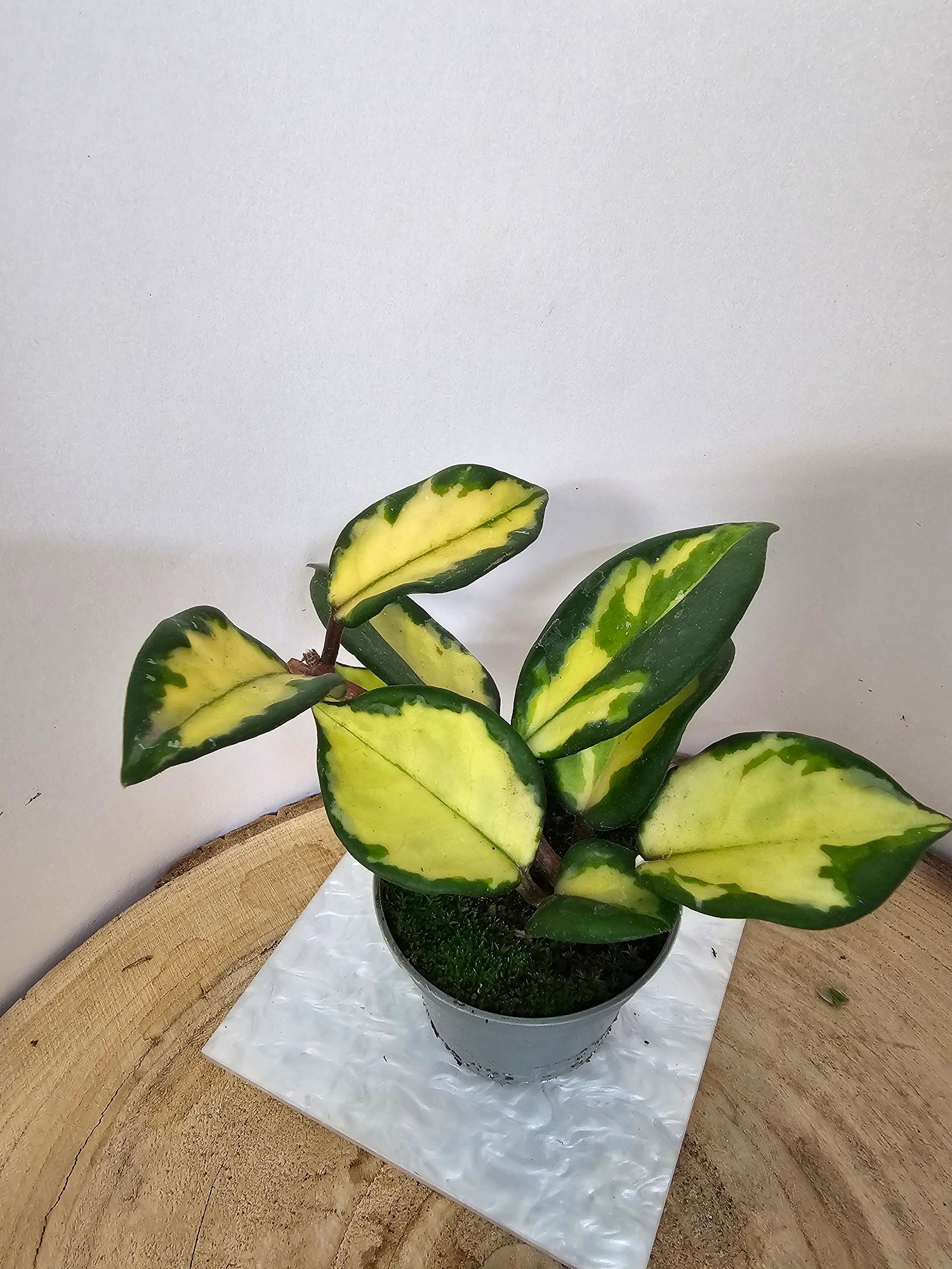 Hoya carnosa "crimson princess"