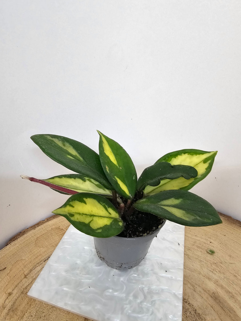 Hoya carnosa "crimson princess"