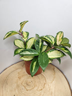 Hoya carnosa "crimson princess"