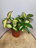 Hoya carnosa "crimson princess"