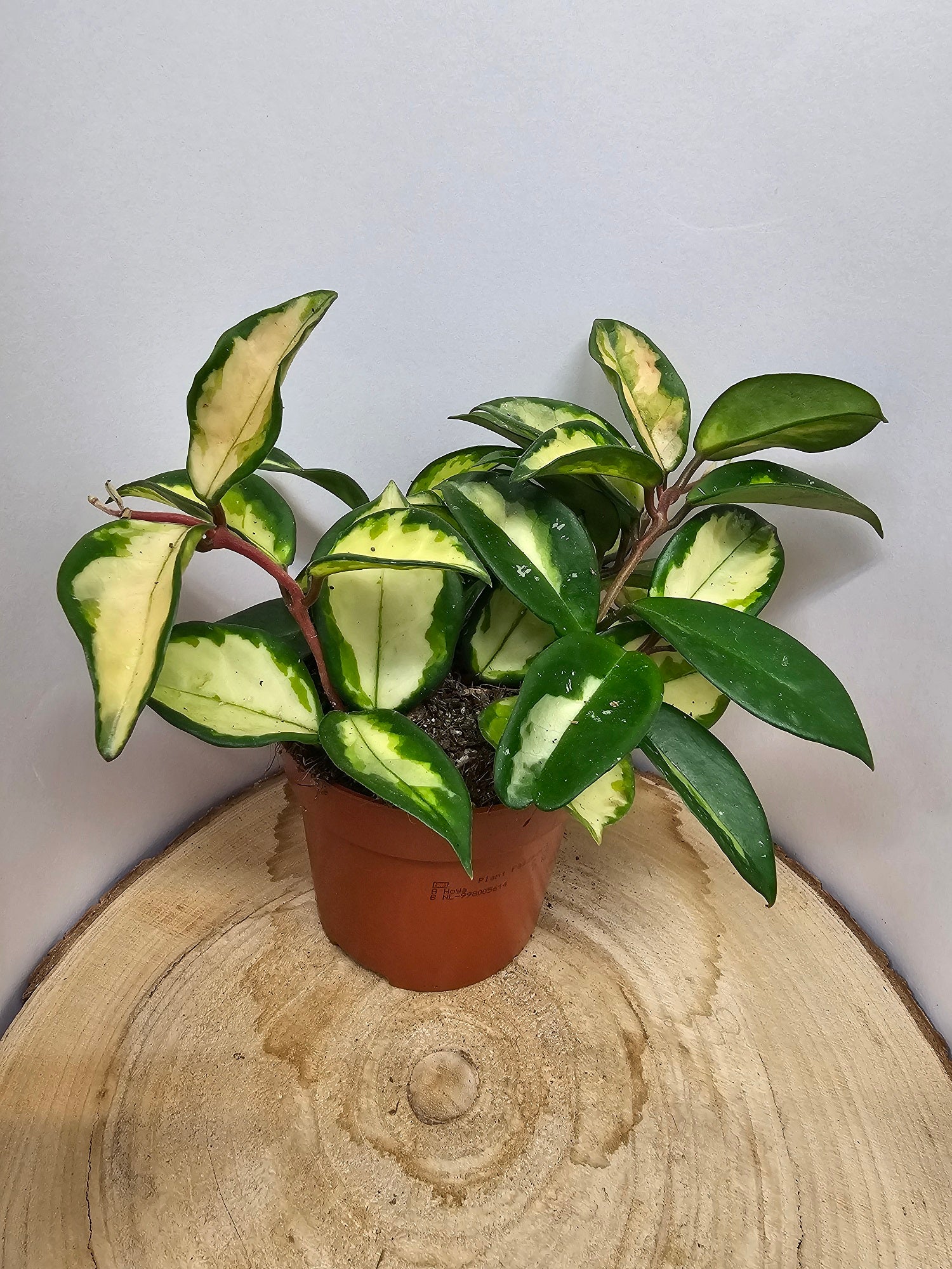 Hoya carnosa "crimson princess"