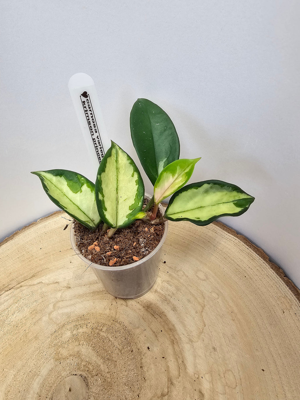 Hoya carnosa "crimson princess"