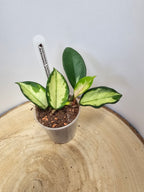 Hoya carnosa "crimson princess"