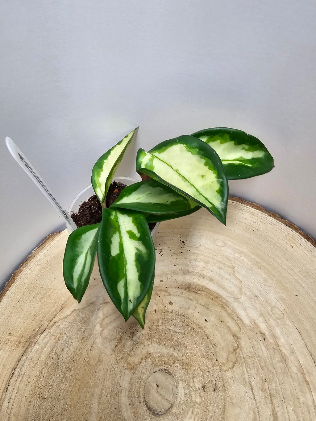 Hoya carnosa "crimson princess"