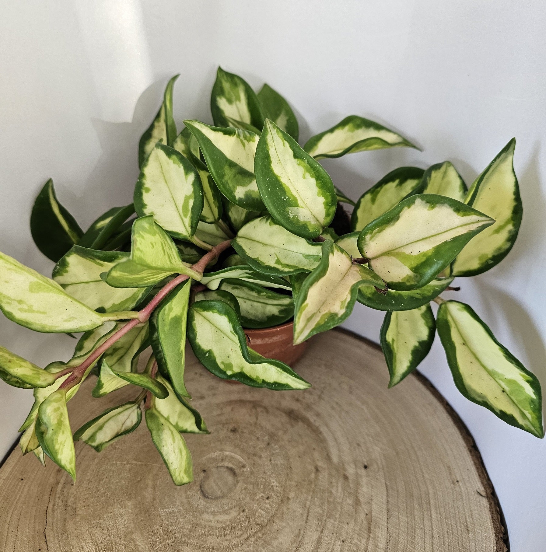 Hoya carnosa "crimson princess"