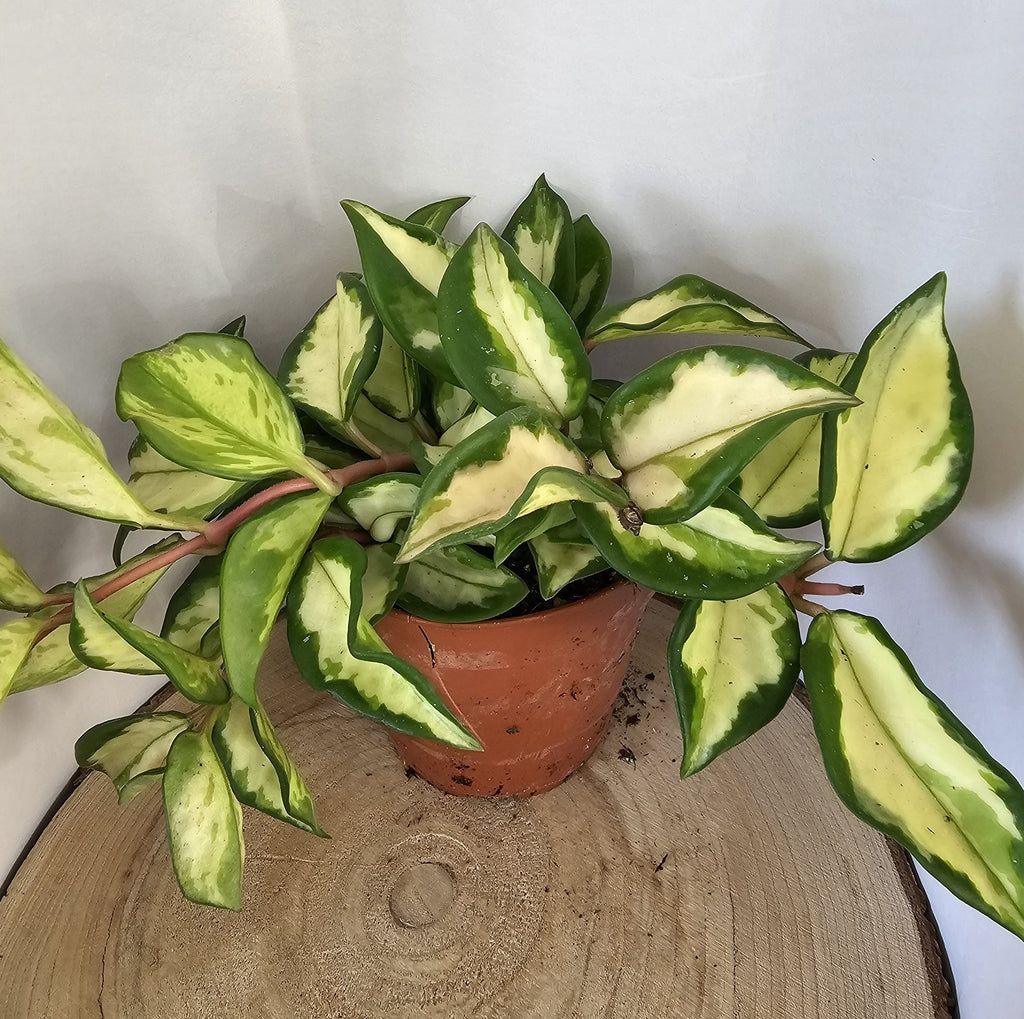 Hoya carnosa "crimson princess"