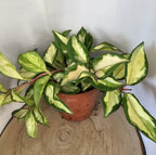 Hoya carnosa "crimson princess"