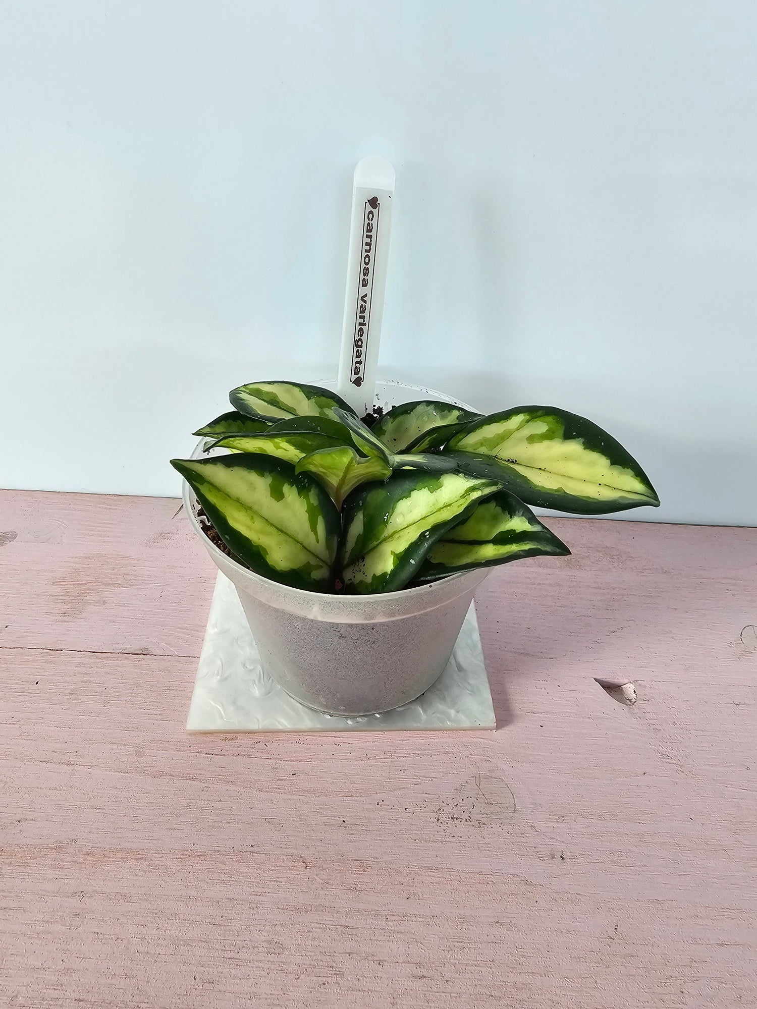 Hoya carnosa "crimson princess"