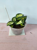 Hoya carnosa "crimson princess"