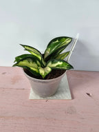 Hoya carnosa "crimson princess"