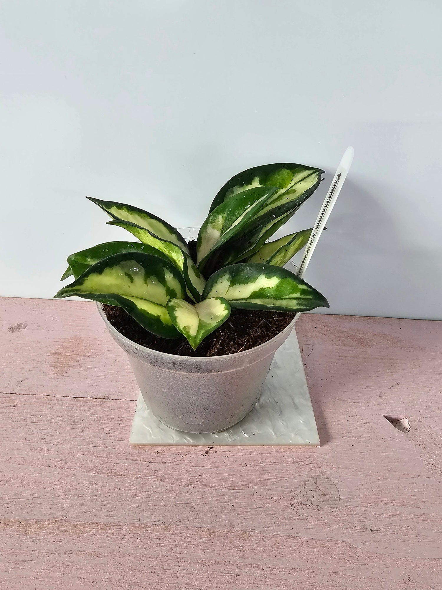 Hoya carnosa "crimson princess"