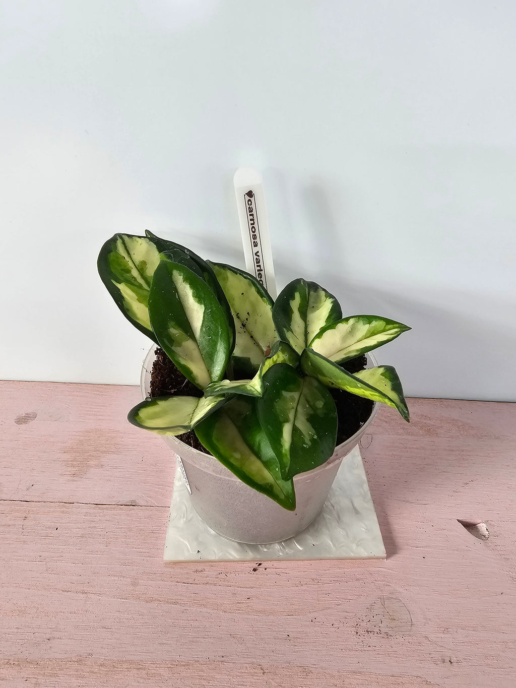 Hoya carnosa "crimson princess"