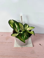 Hoya carnosa "crimson princess"