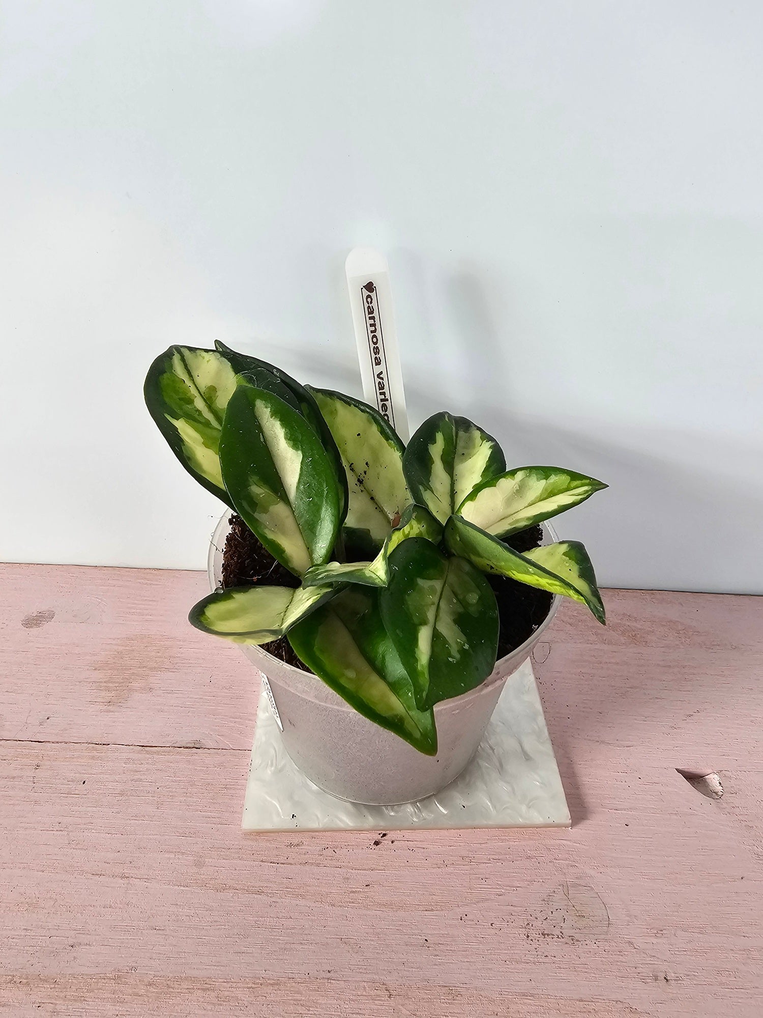 Hoya carnosa "crimson princess"