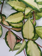 Hoya carnosa "crimson princess"