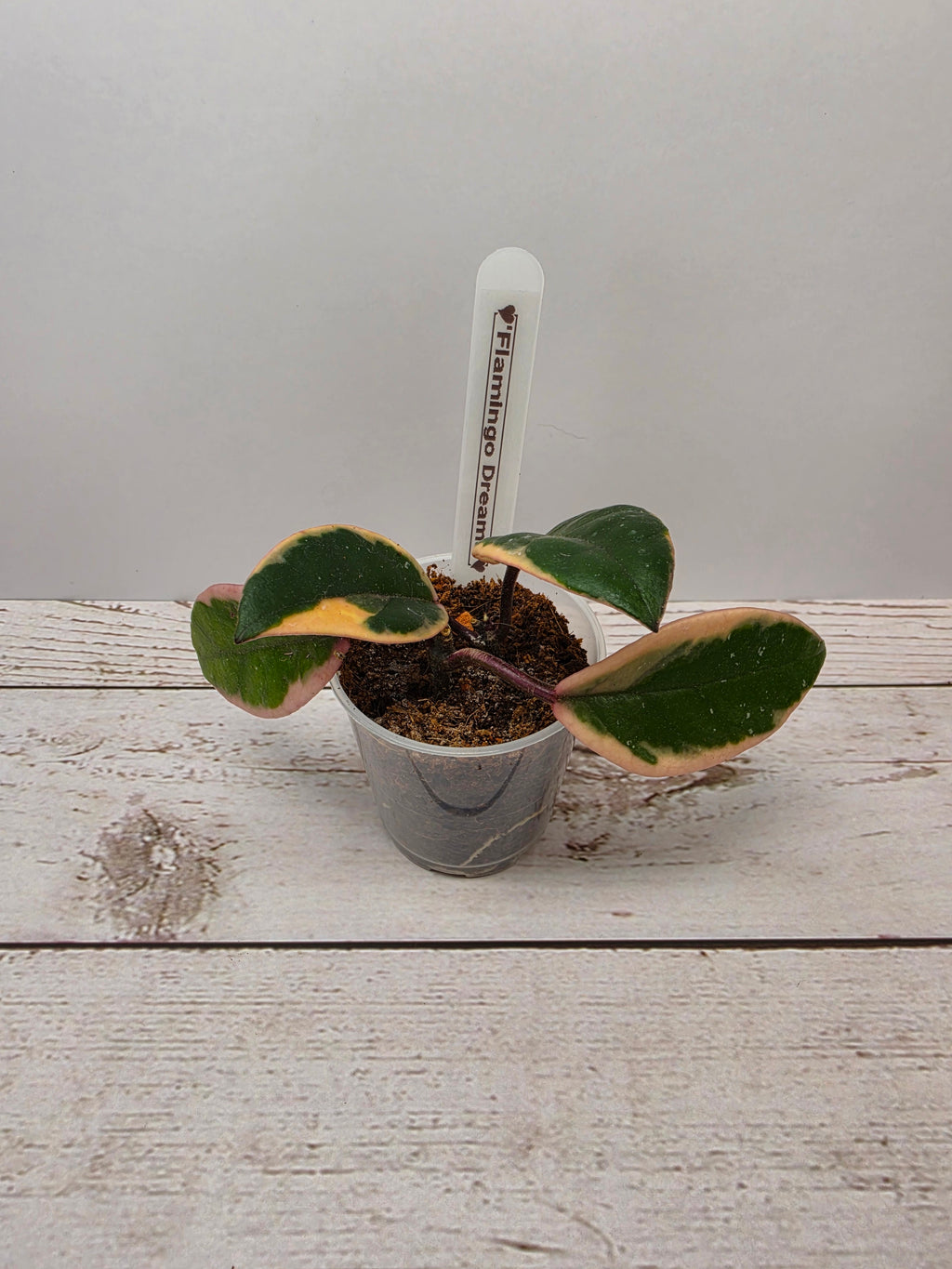 Hoya carnosa "Flamingo Dreams"