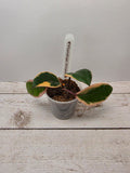 Hoya carnosa "Flamingo Dreams"