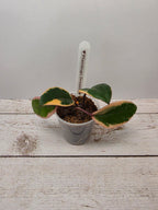Hoya carnosa "Flamingo Dreams"