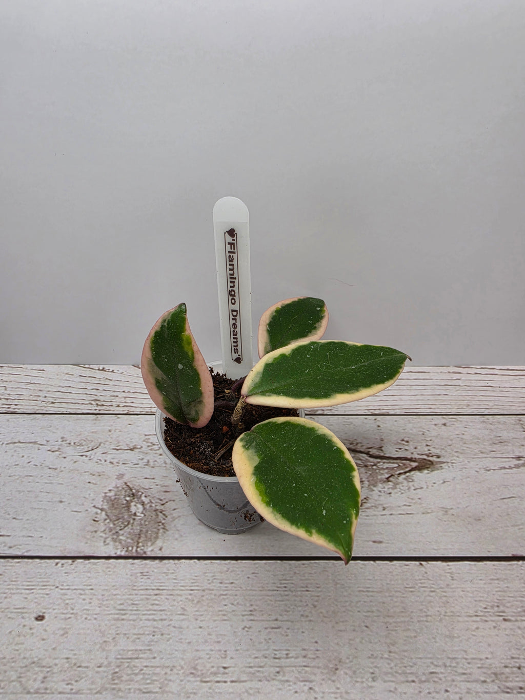 Hoya carnosa "Flamingo Dreams"