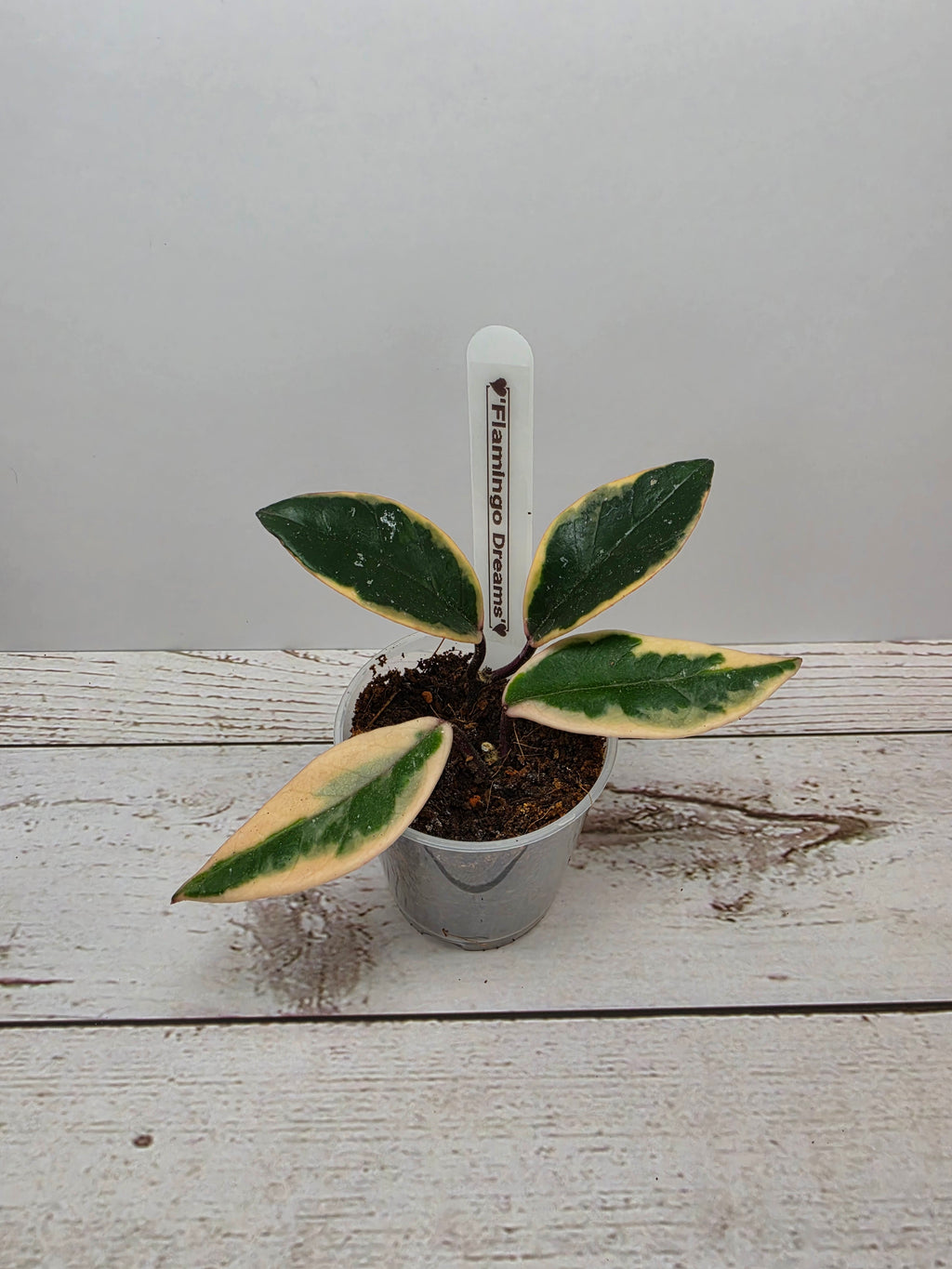 Hoya carnosa "Flamingo Dreams"