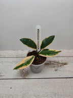 Hoya carnosa "Flamingo Dreams"
