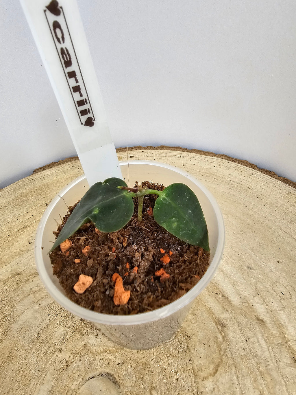 Hoya carrii