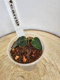 Hoya carrii