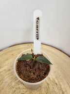 Hoya carrii
