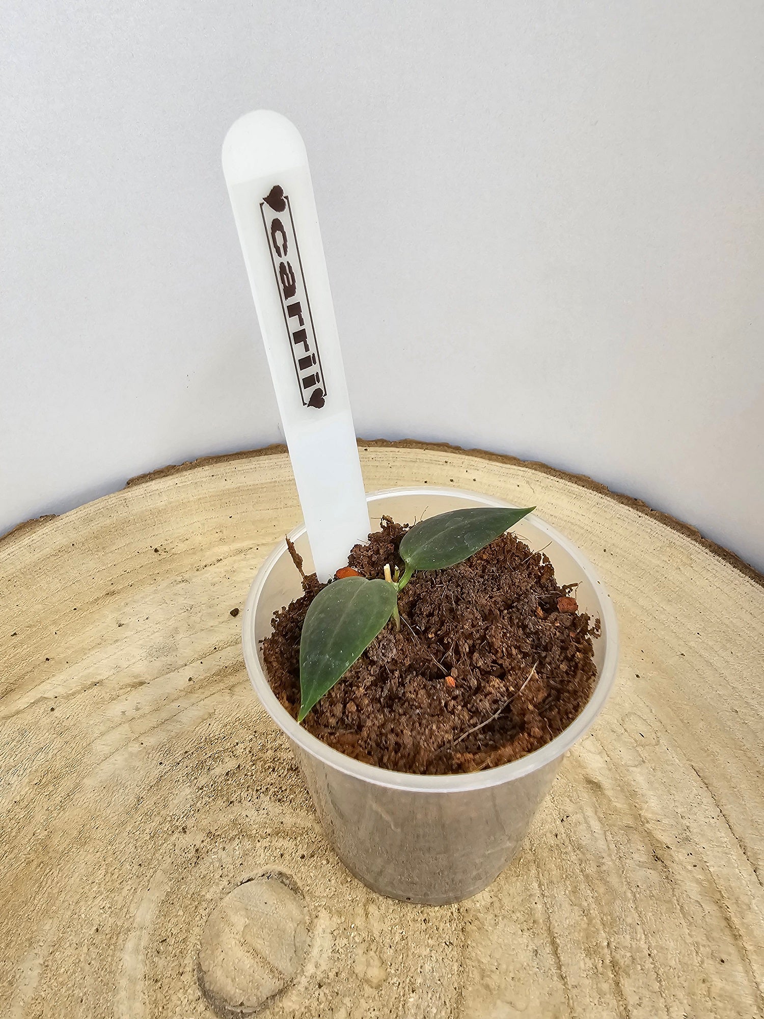 Hoya carrii
