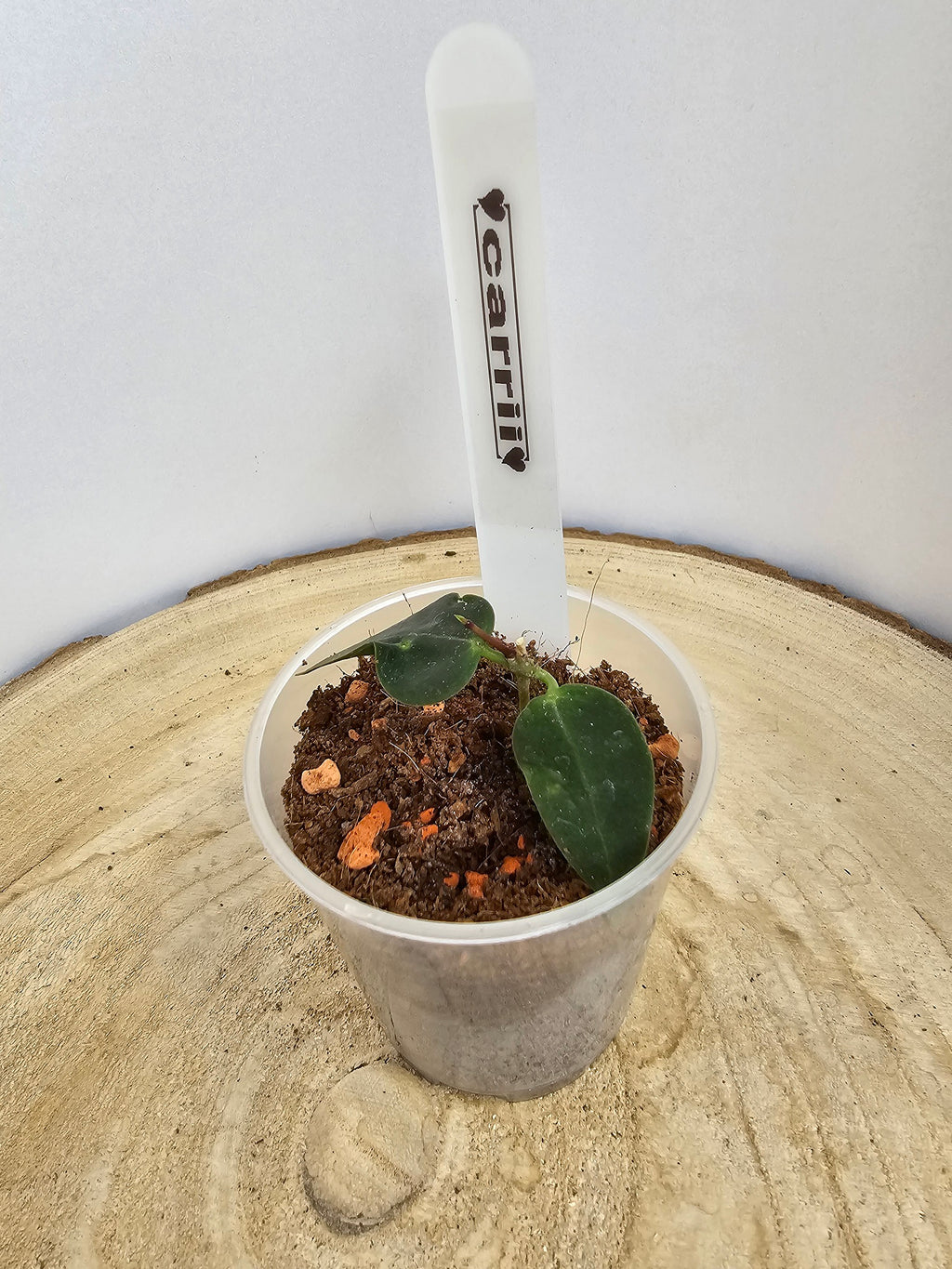 Hoya carrii