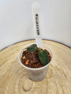 Hoya carrii
