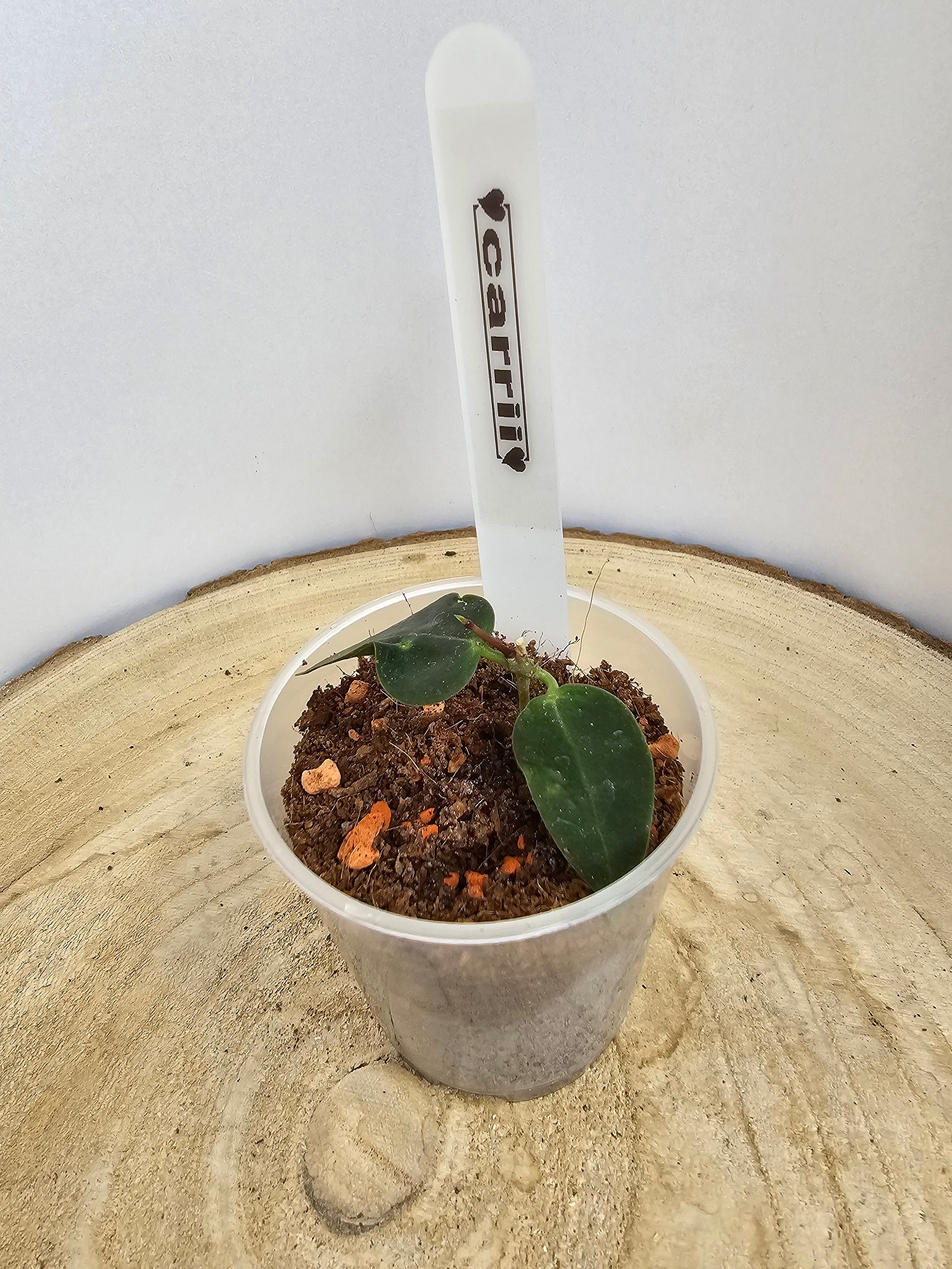 Hoya carrii