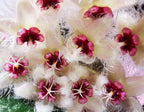 Hoya caudata Sumatra