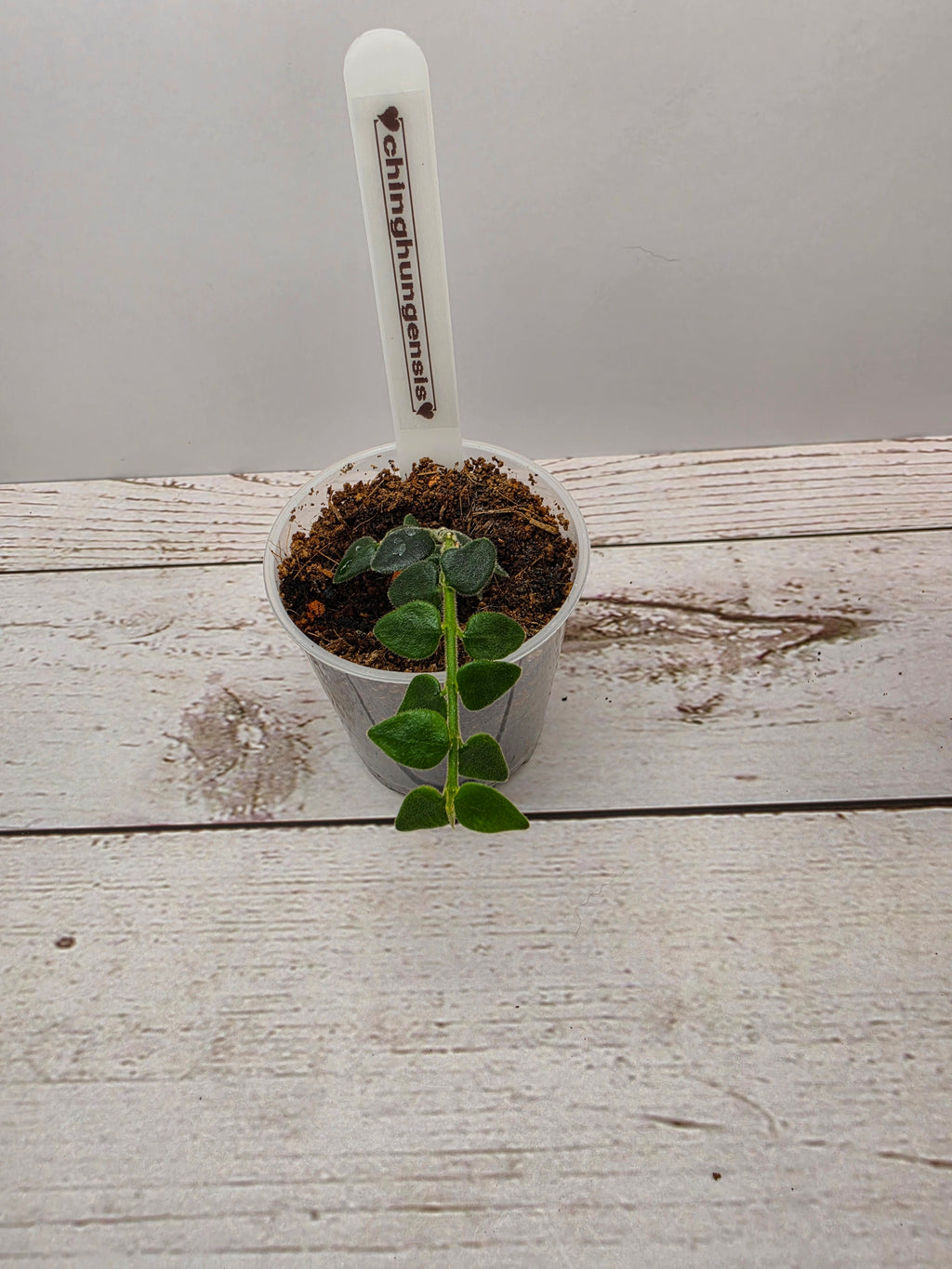 Hoya chinghungensis
