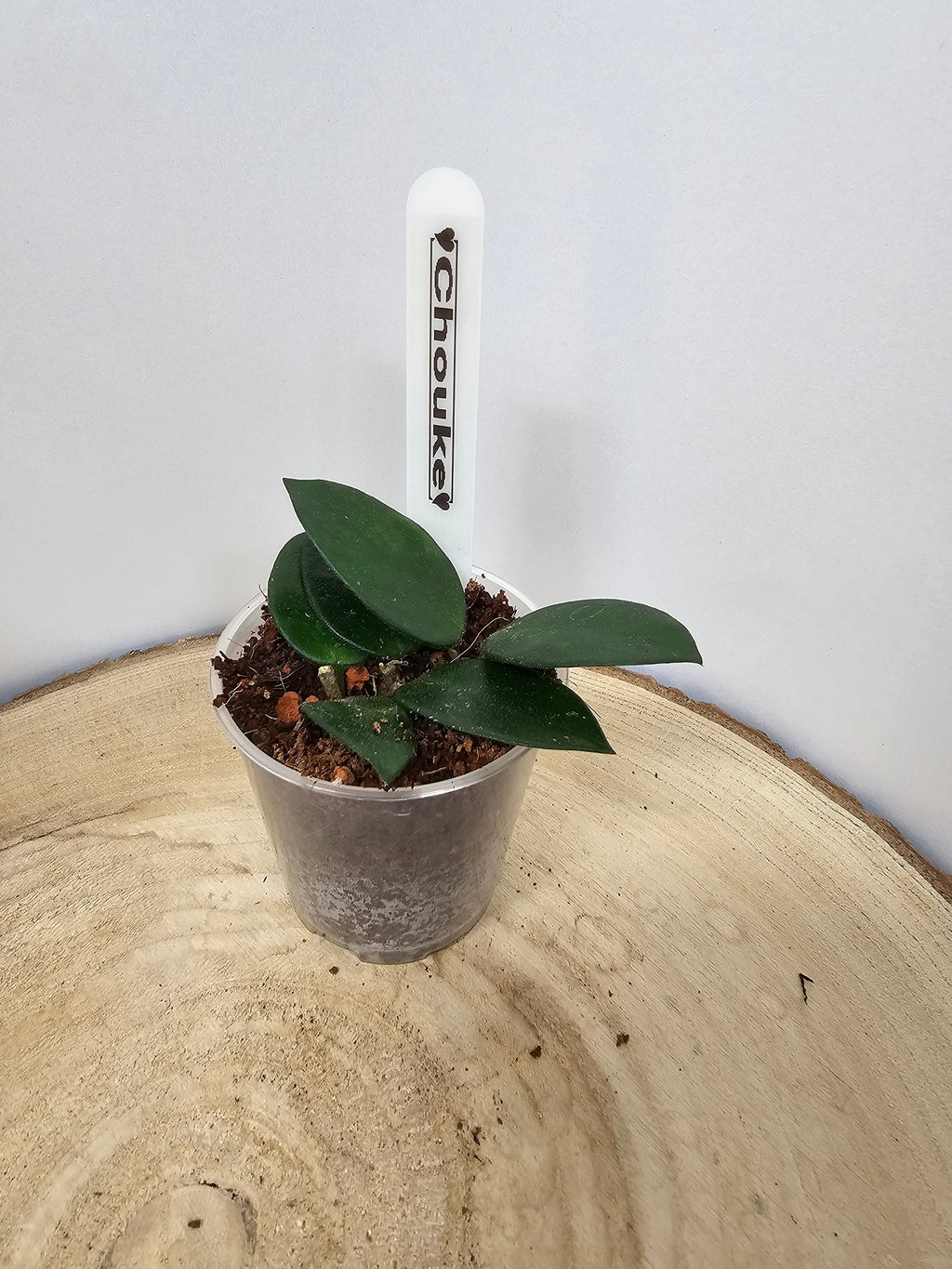 Hoya Chouke