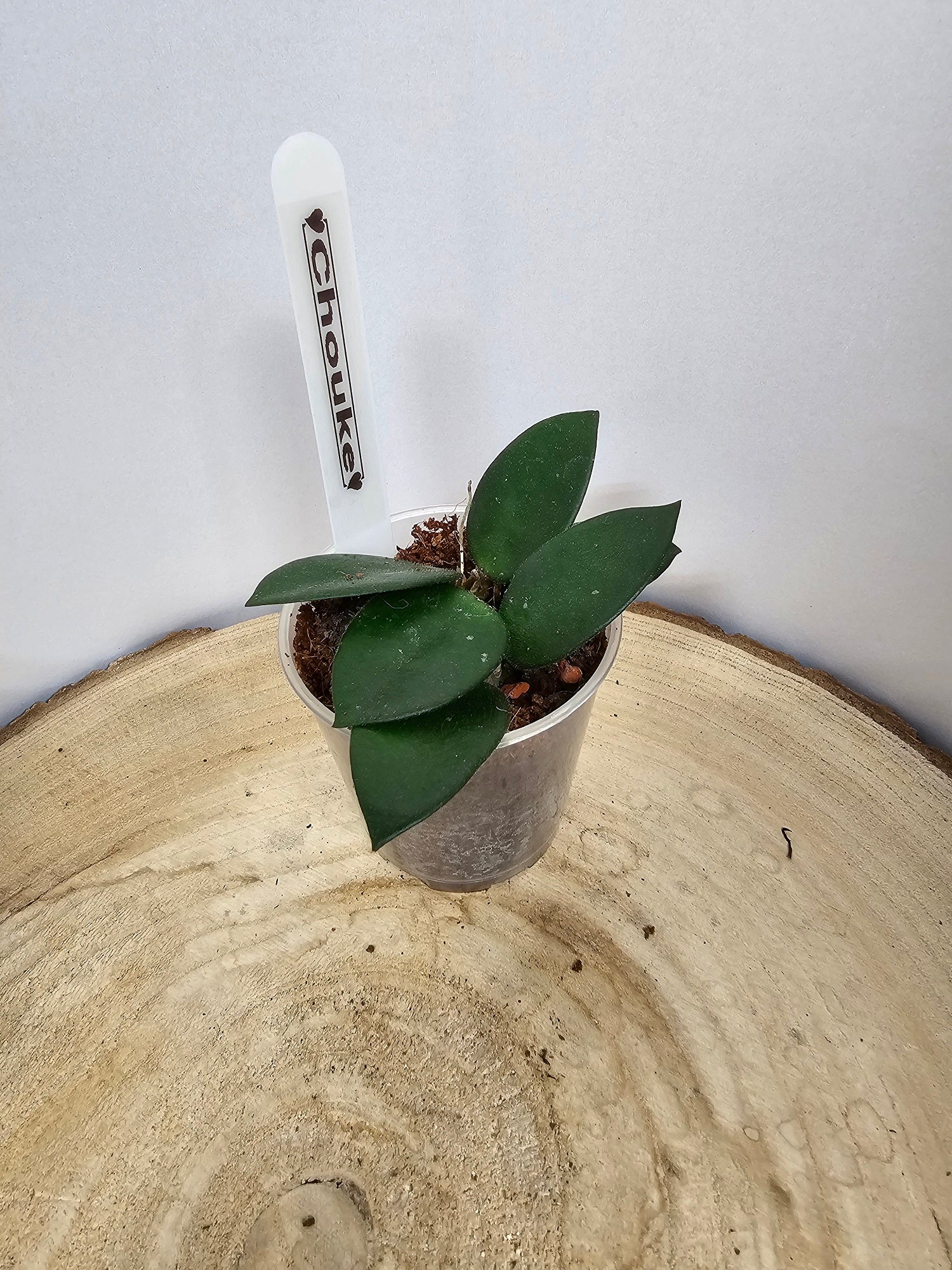 Hoya Chouke