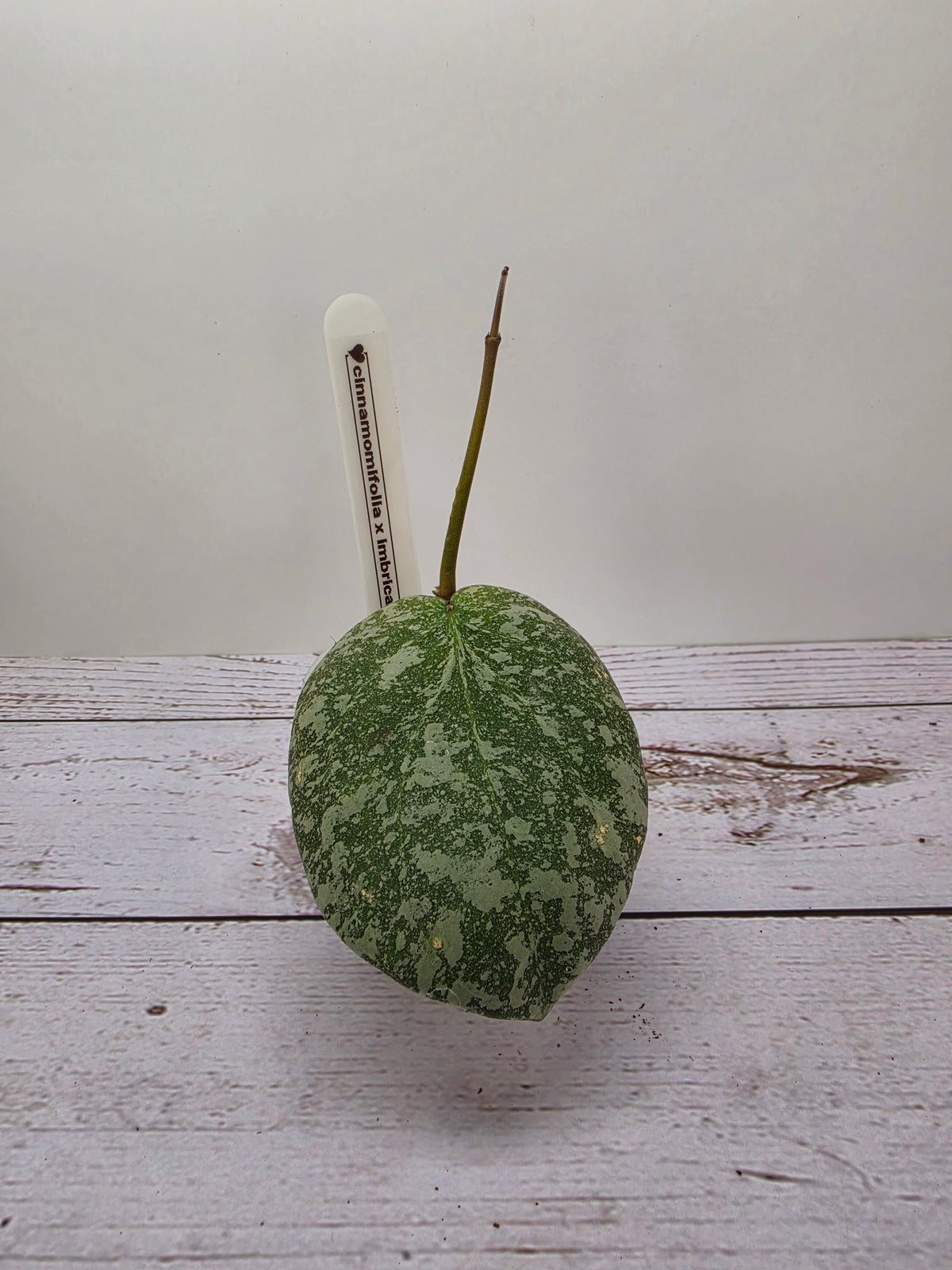Hoya cinnamomifolia x imbricata