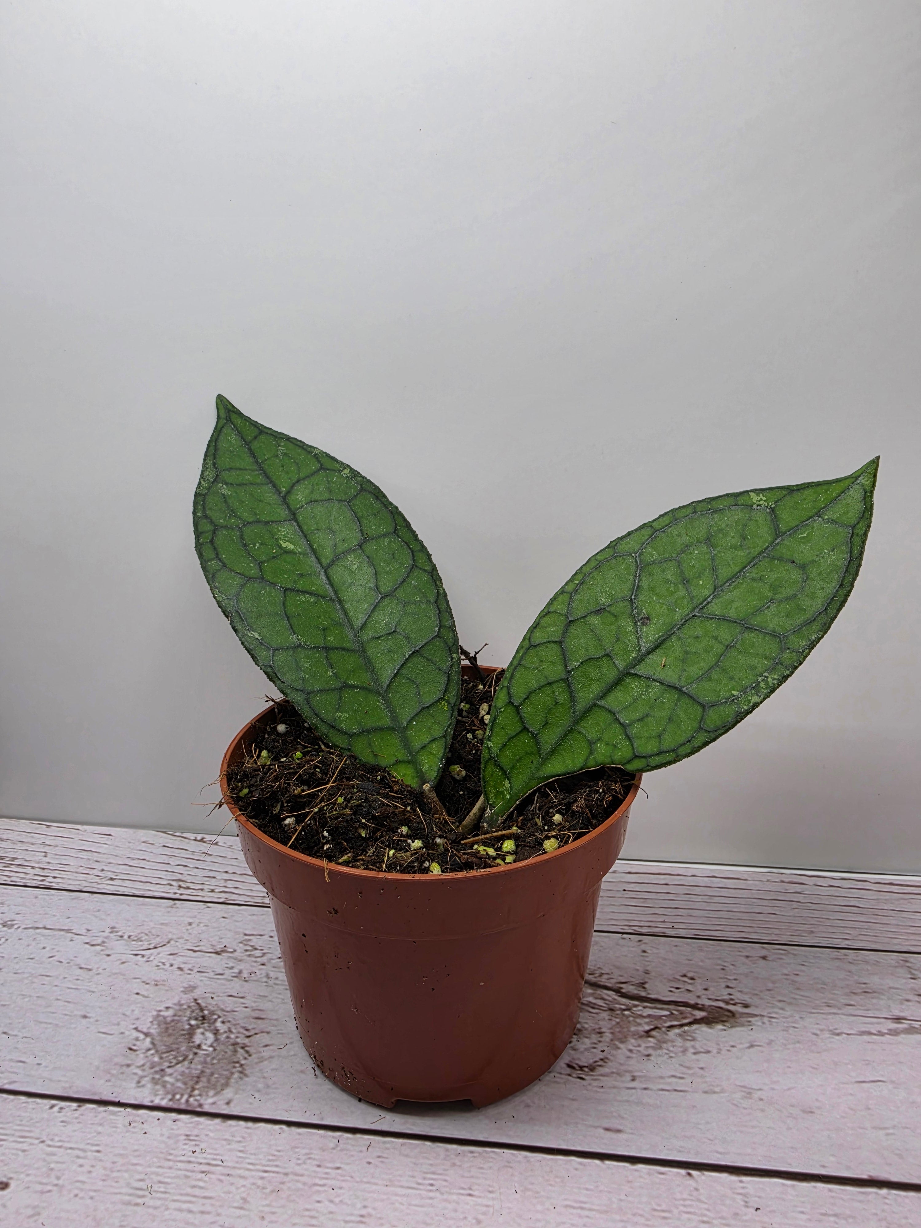 Hoya clemensiorum 'dark vein'