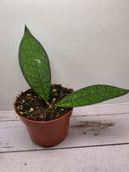 Hoya clemensiorum 'dark vein'