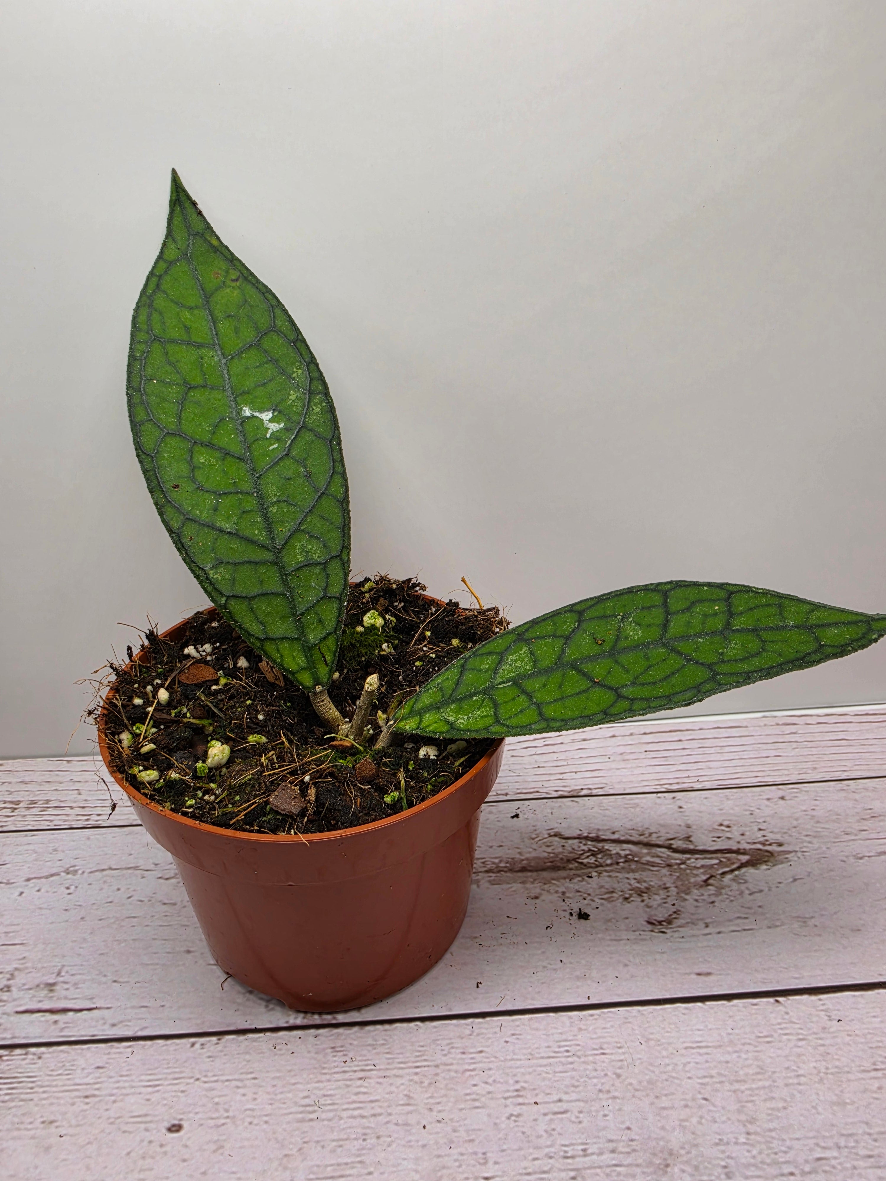 Hoya clemensiorum 'dark vein'