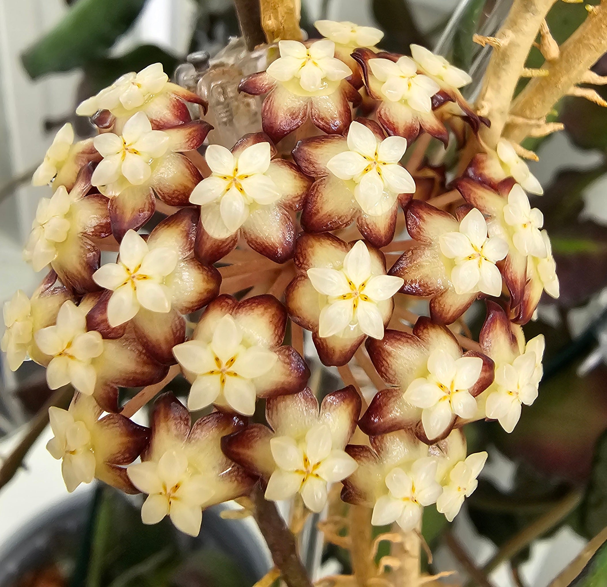 Hoya clemensiorum green cutting