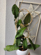 Hoya clemensiorum green cutting