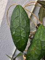 Hoya clemensiorum green cutting