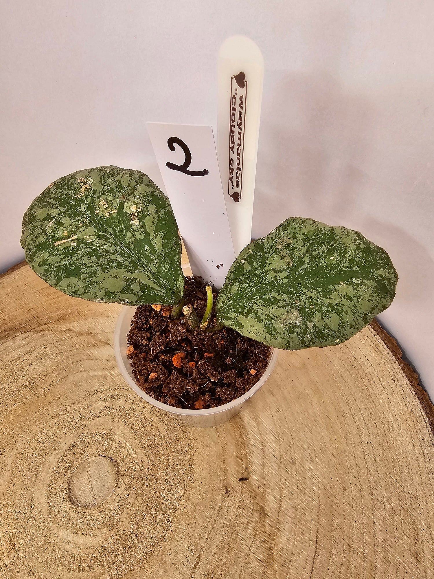 Hoya waymaniae "cloudy sky"