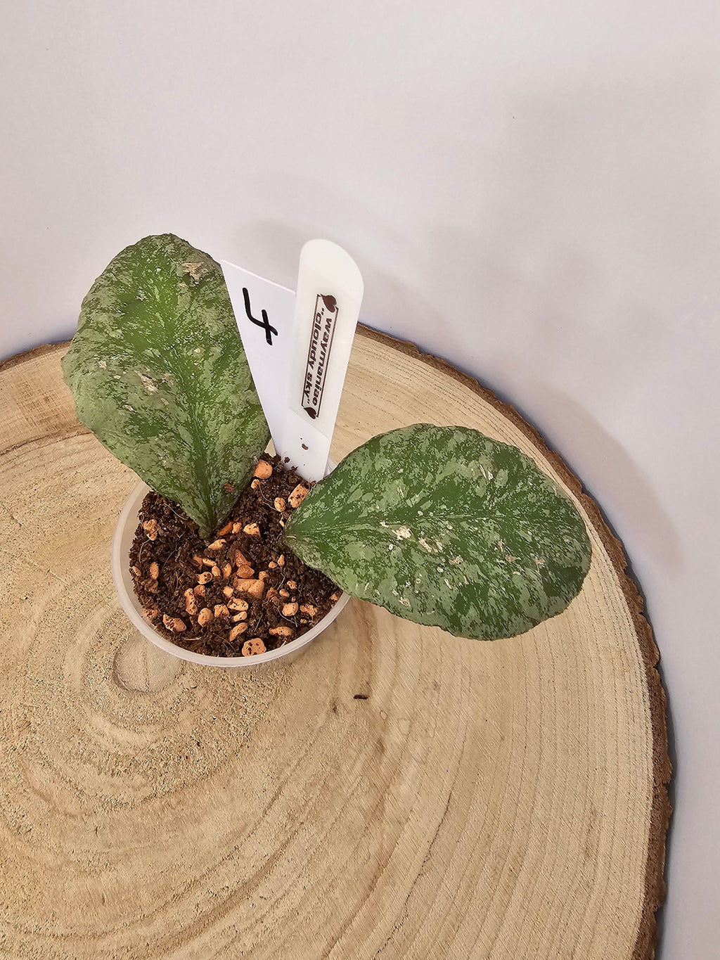 Hoya waymaniae "cloudy sky"