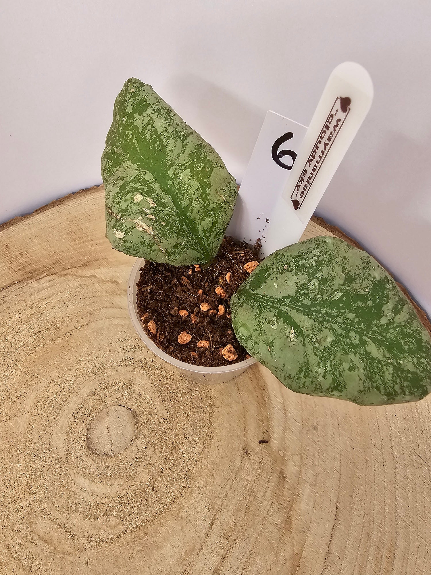 Hoya waymaniae "cloudy sky"