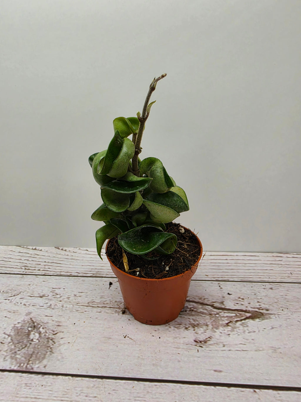 Hoya carnosa compacta