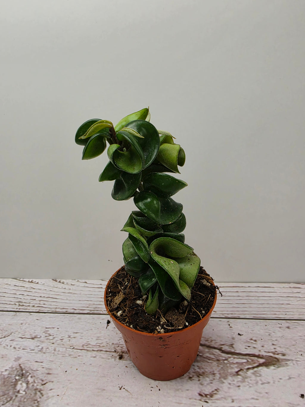 Hoya carnosa compacta