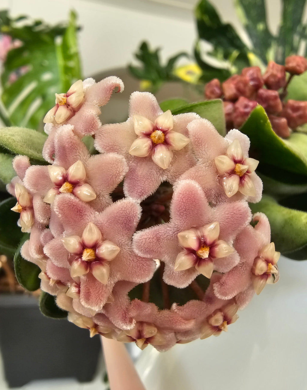 Hoya carnosa compacta